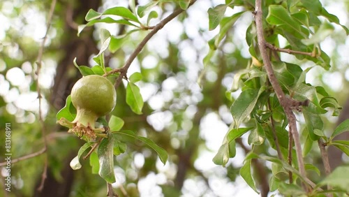 Arbol de Punica granatum con un fruto verde  photo