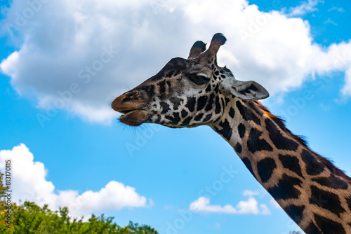 Photography giraffe in the sky
