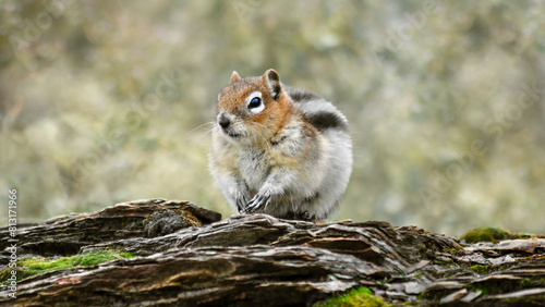 A Golden-Mantled Ground Squirrel (Callospermophilus Lateralis) photo