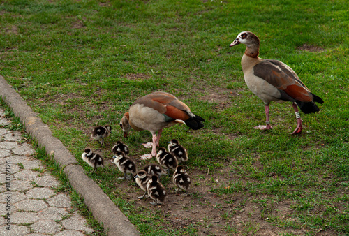 Enten Familie / Duck Family in Koblenz am Rhein photo