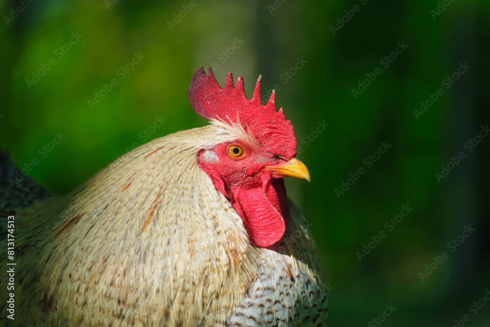 Portrait of a rooster. Brightly colored crest on the head of a rooster. Blurred background. Animal world. Photo for wallpaper, background, postcards, design.