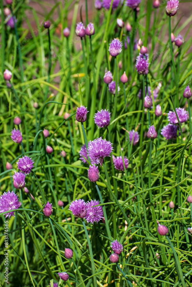 chives blossom in the garden