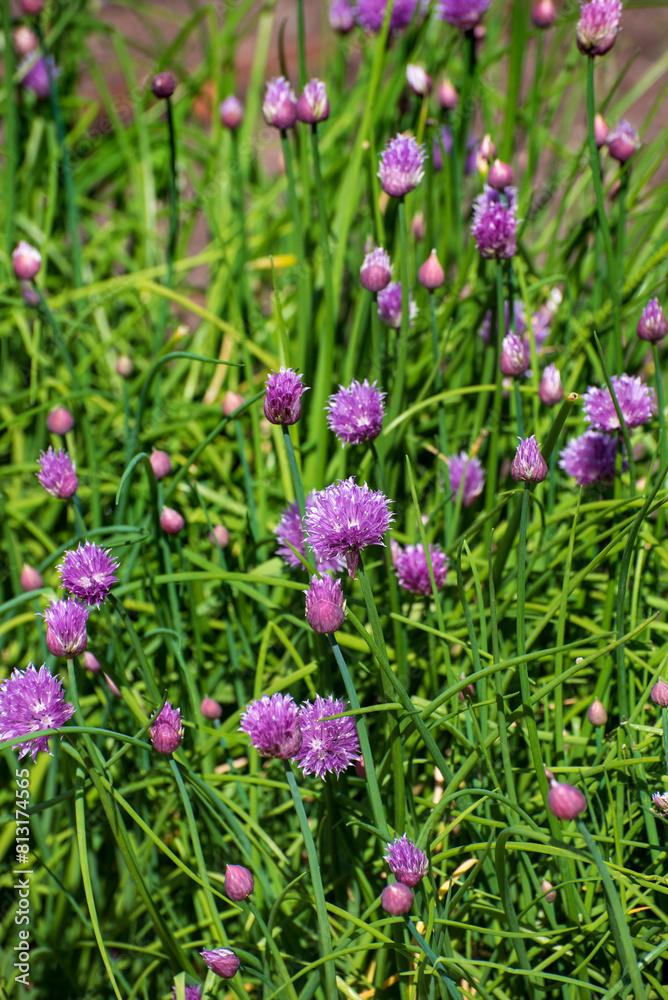 chives blossom in the garden chives blossom in the garden