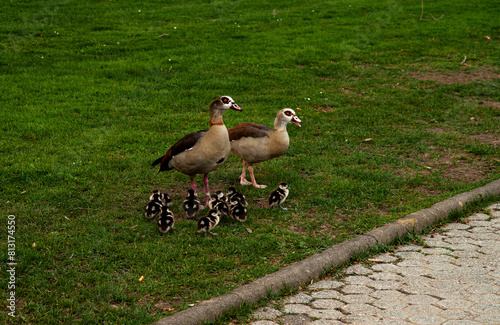 Enten Familie / Duck Family in Koblenz am Rhein photo