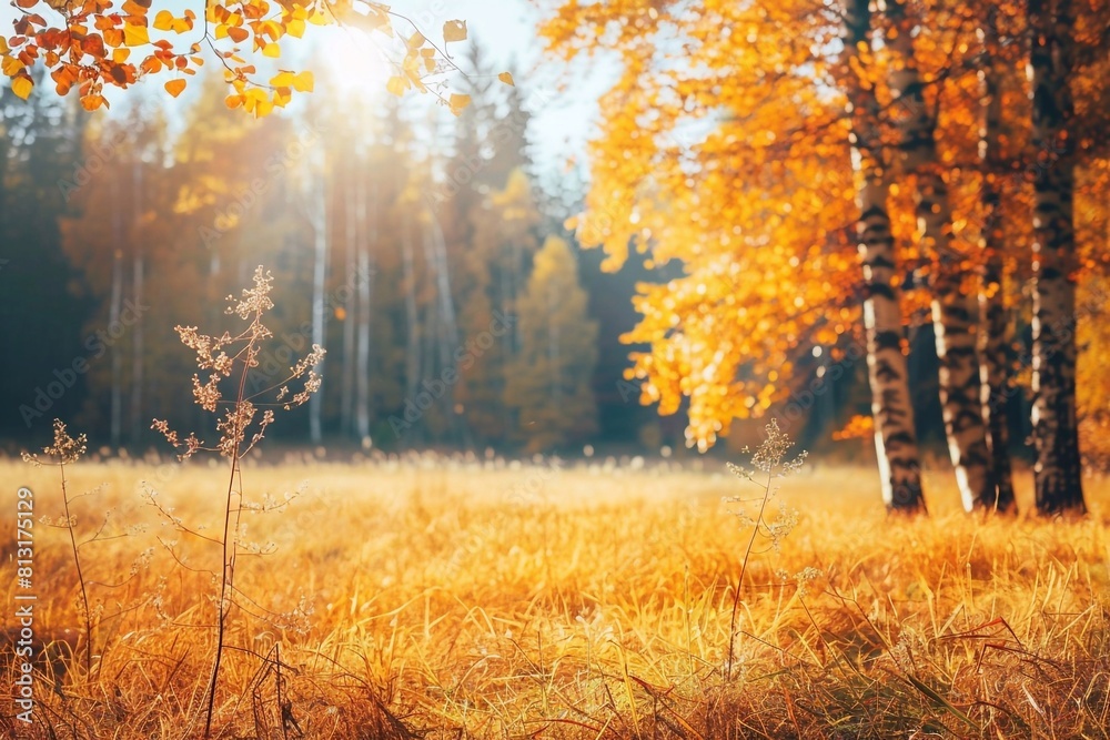 Fototapeta premium autumn forest in the morning