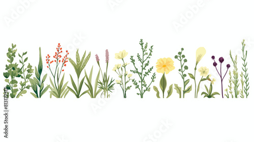 Seamless border design with natural culinary herbs photo