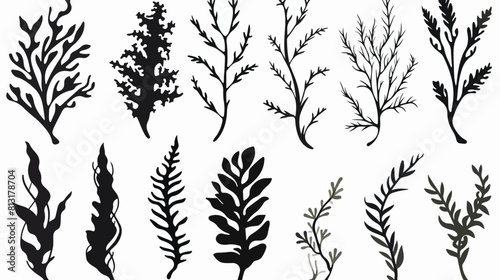 Seaweed kelp or spirulina in monochrome sketch styl photo