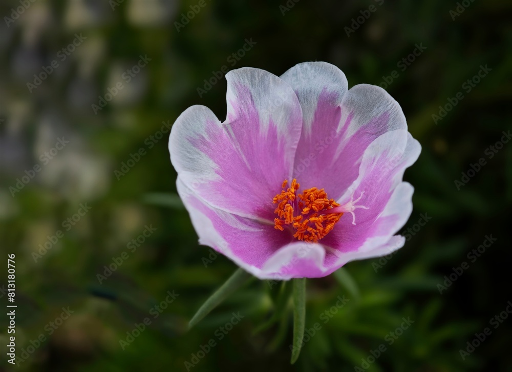 a purple and white flower is blooming in the park