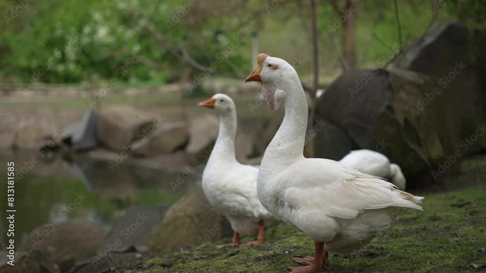 Geese near pond in forest park. Two white geese stand on green moss near stones and water. Geese, nature, peace concept Geese near pond in forest park. Two white geese stand on green moss near stones and water. Geese, nature, peace concept
