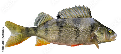 Flussbarsch freigestellt mit aufgestellter Rückenflosse