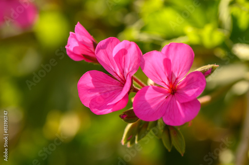 Close-up of red geraniums at sunset 1