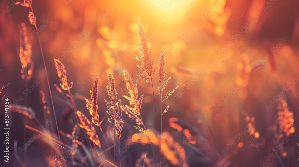 Sunset Over Tall Grass Field Sunset Over Tall Grass Field
