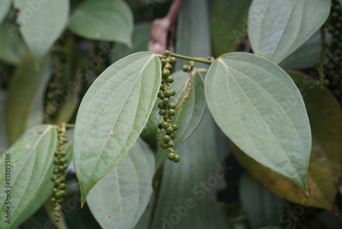 Black pepper - plant with green berries and leaves (Kumily, Kerala, India) Fresh Peppercorn Berries on a Pepper Vine Leaf, Black pepper plant in Sri Lanka, green pepper on the tree. photo