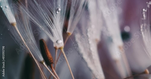 Floral Abstract Composition of Dandelion Seeds
