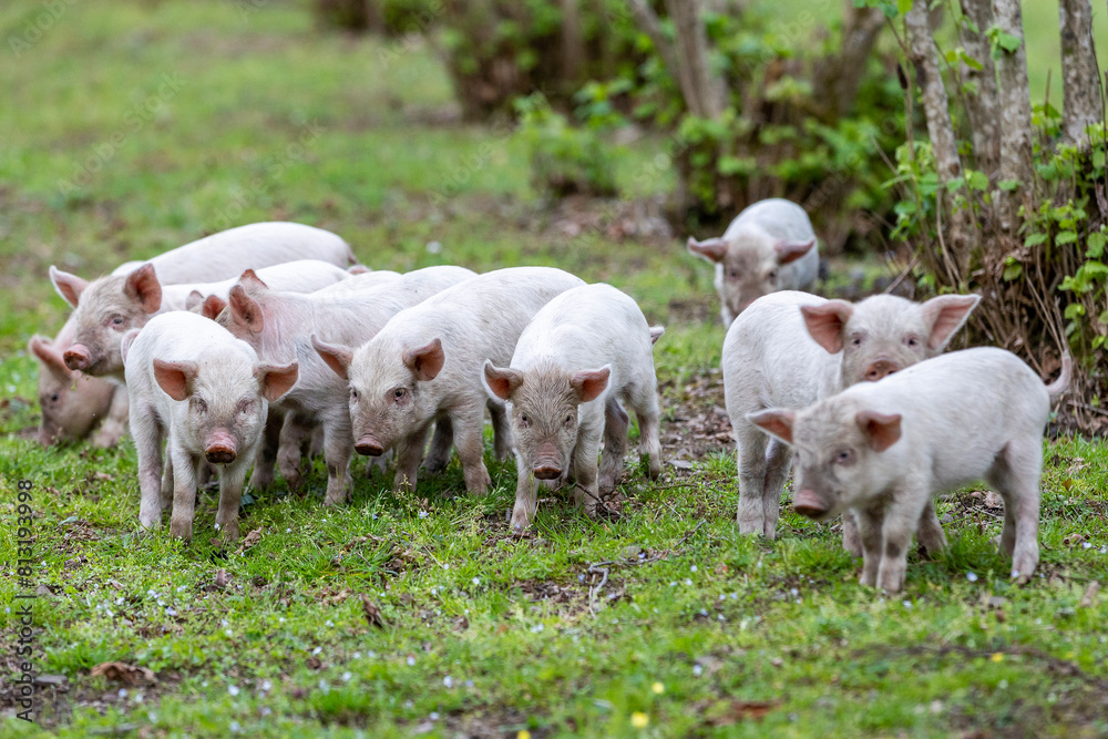 Georgia. Senaki. Farm animals are a herd of piglets. Georgia. Senaki. Farm animals are a herd of piglets.