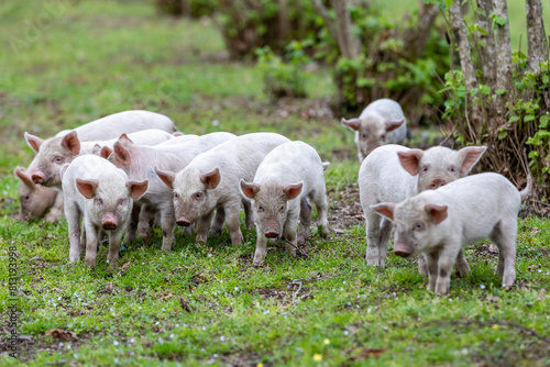 Georgia. Senaki. Farm animals are a herd of piglets. photo