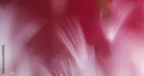 Floral Abstract Composition of Hairy Pappus in Murky Liquid