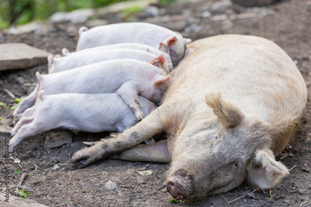 Georgia. Senaki. Farm animals - a pig feeds piglets. Georgia. Senaki. Farm animals - a pig feeds piglets.