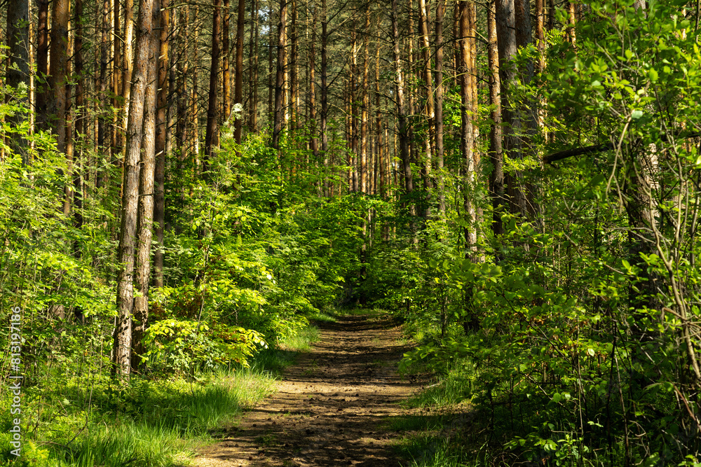 forest path forest path