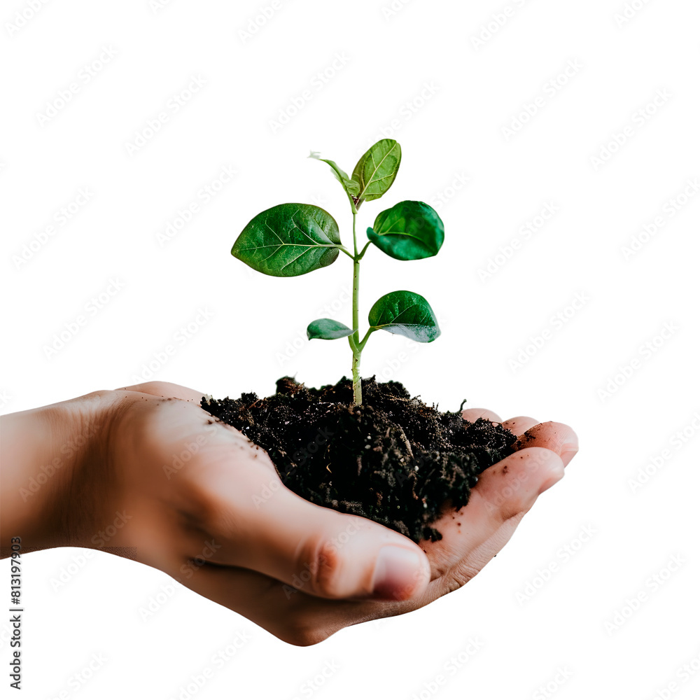 Hands holding a plant. Transparent Background Hands holding a plant. Transparent Background