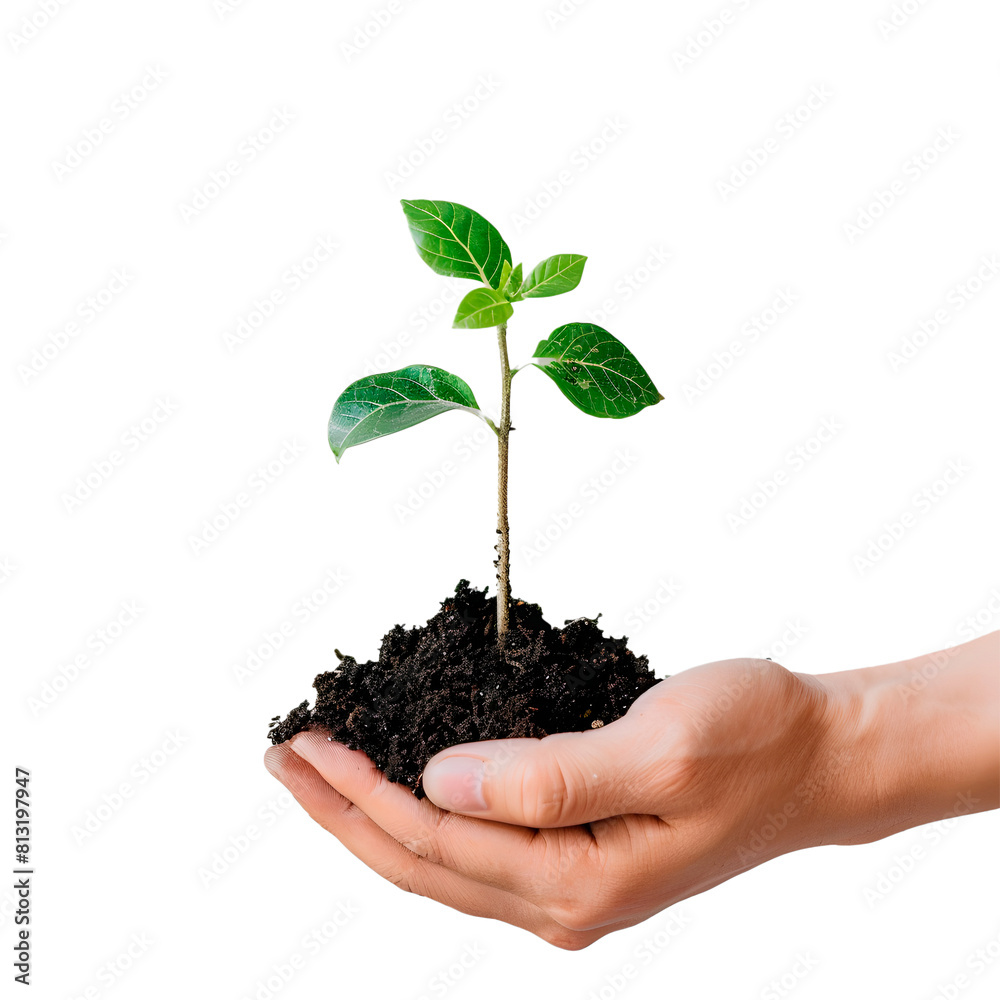 Hands holding a plant. Transparent Background Hands holding a plant. Transparent Background