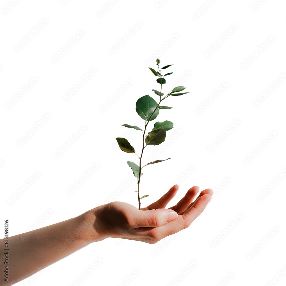 Hands holding a plant. Transparent Background Hands holding a plant. Transparent Background