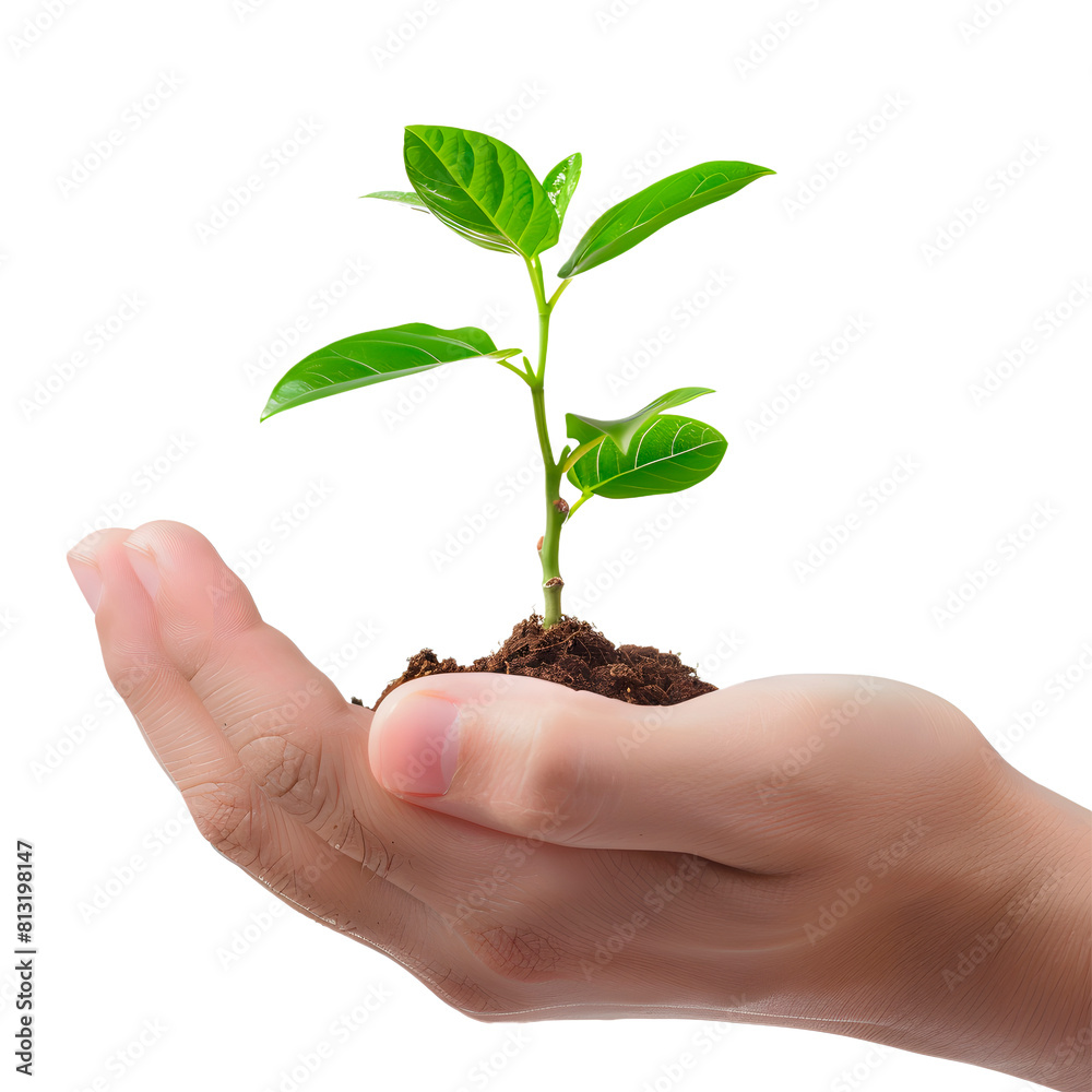 Hands holding a plant. Transparent Background Hands holding a plant. Transparent Background