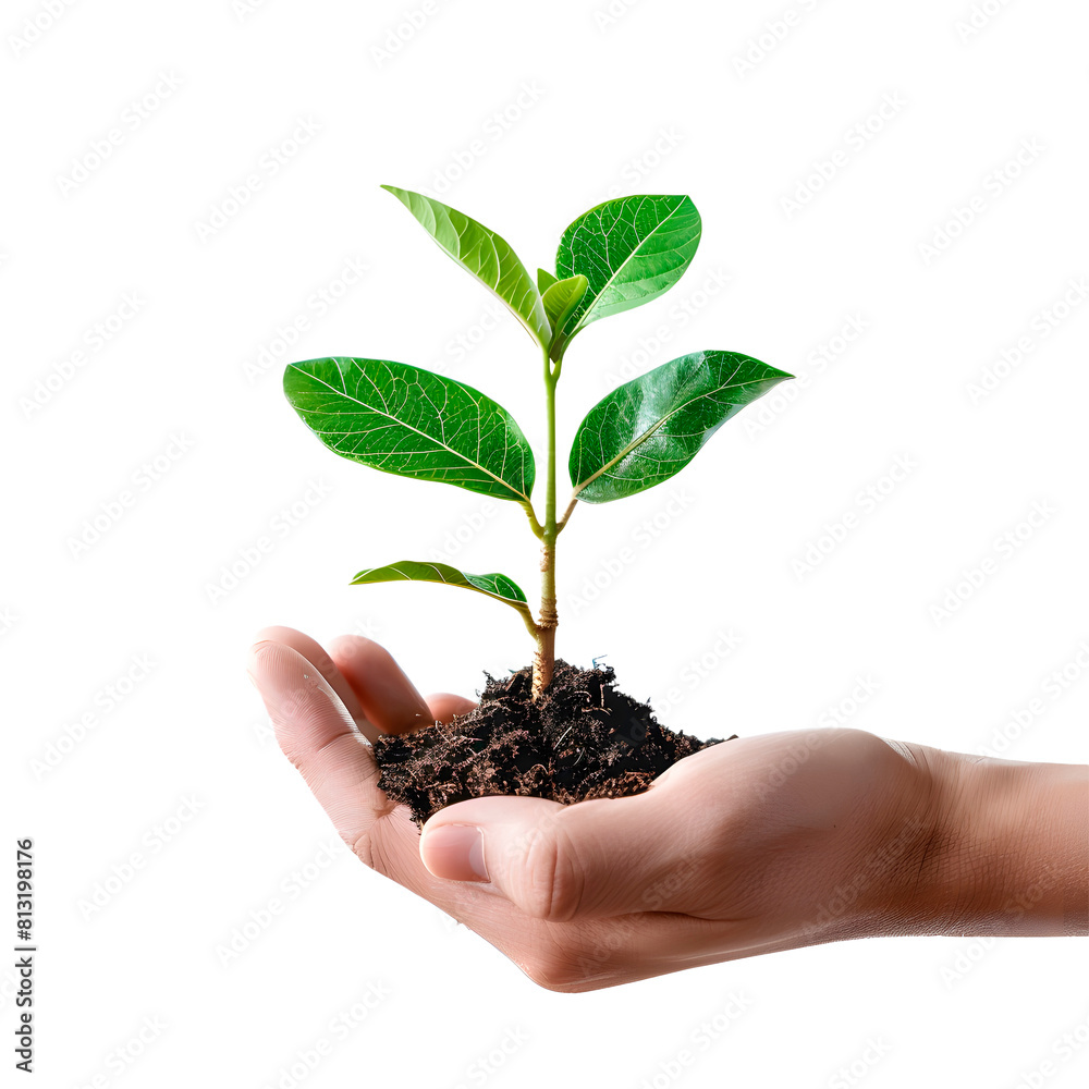 Hands holding a plant. Transparent Background