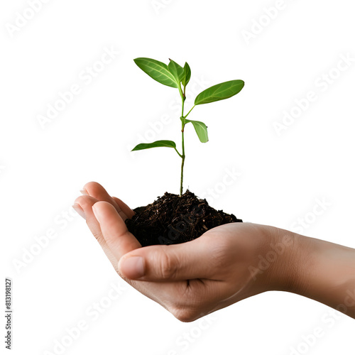 Hands holding a plant. Transparent Background