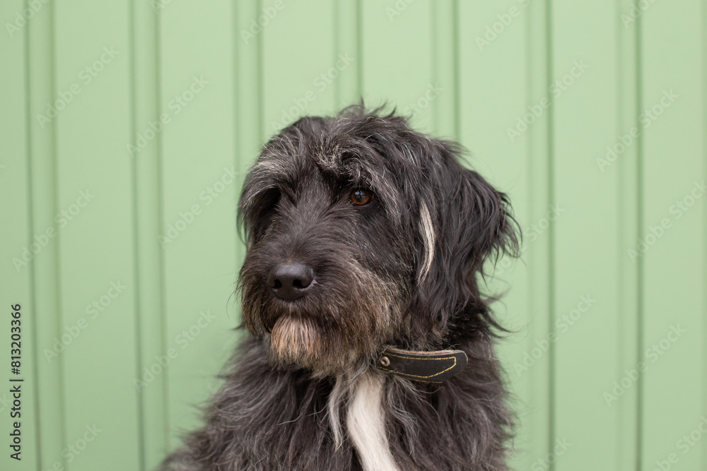 Portrait of a large black shaggy dog ​​against the background of a green fence.