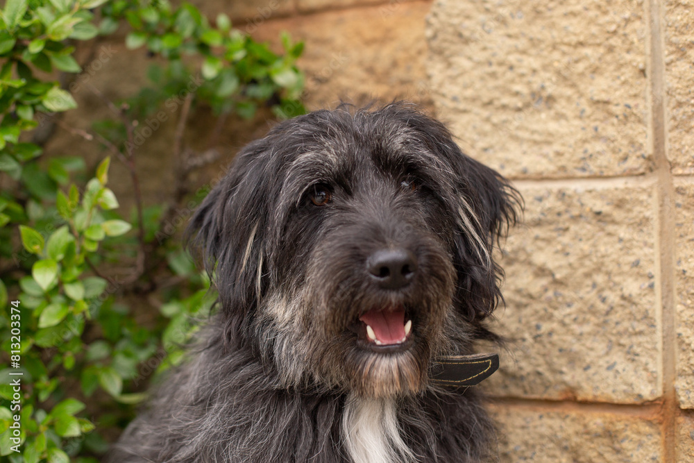 Portrait of a large shaggy dog ​​with an open mouth against the background of a green bush and a fence.