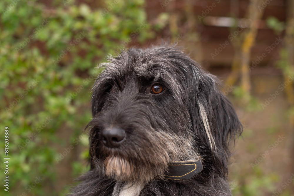 A black shaggy dog ​​sits near a bush in summer.
