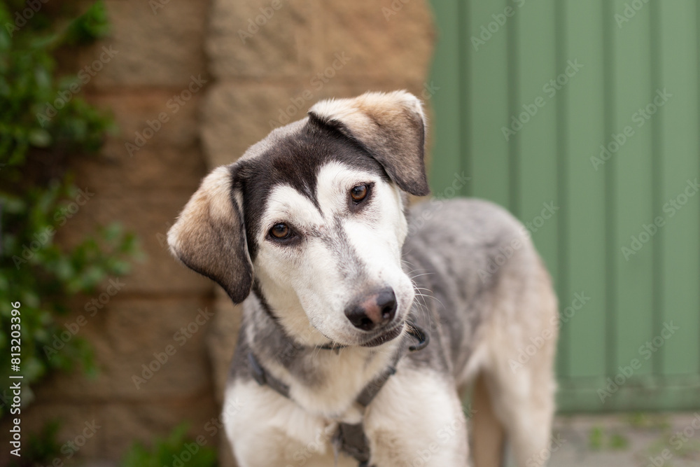 Portrait of a gray dog against the background of a green bush and a brick fence. Portrait of a gray dog against the background of a green bush and a brick fence.