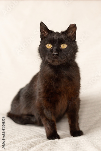 Portrait of a black cat on a light background. The cat's ear was cut off.