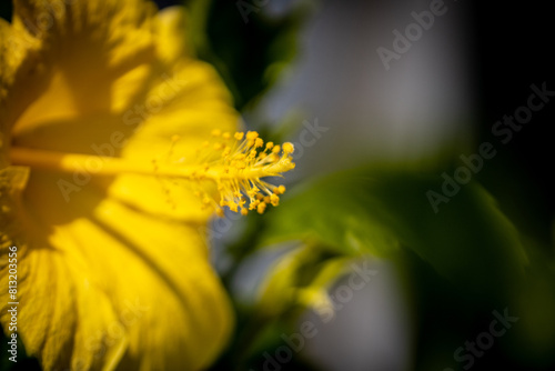 Close Up on Yellow Hibiscus