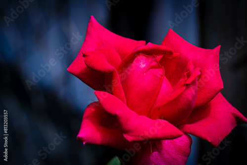 Single Red Rose