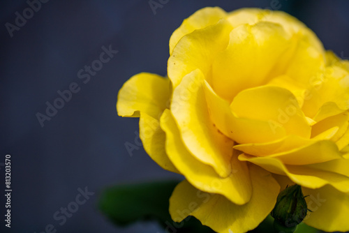 Close Up on Yellow Rose