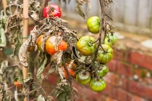 Tomato problems, blight. Tomato plant with wilt disease in UK garden