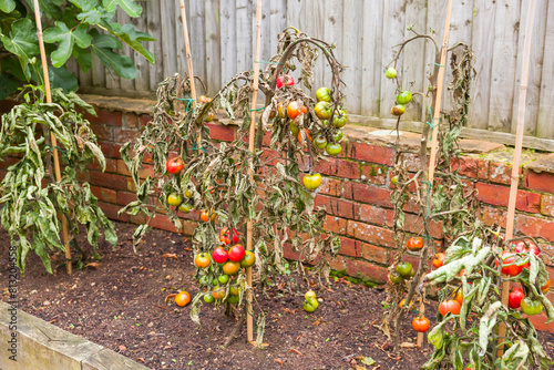Tomato blight, tomato plants wilt disease in garden, UK