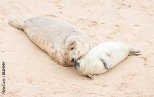 Grey seal pup with mother at Horsey Gap, Norfolk, UK