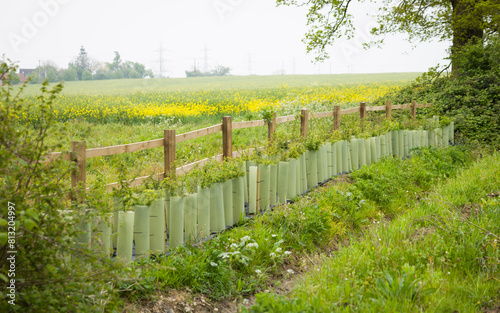 Hedgerow restoration, planting new hedge in UK countryside