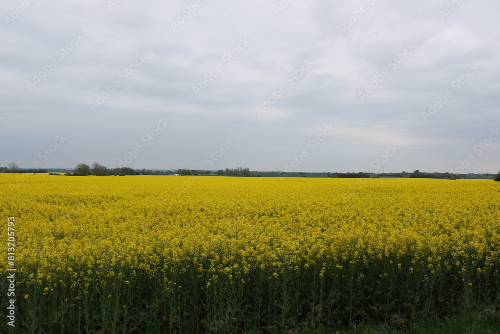 Panoramic landscape view of a canola crop in full bloom. Panoramic landscape view of a canola crop in full bloom.
