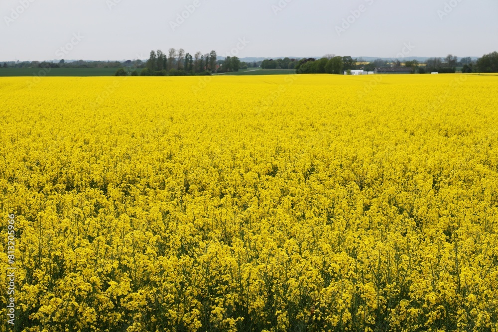 Panoramic landscape view of a canola crop in full bloom. Panoramic landscape view of a canola crop in full bloom.