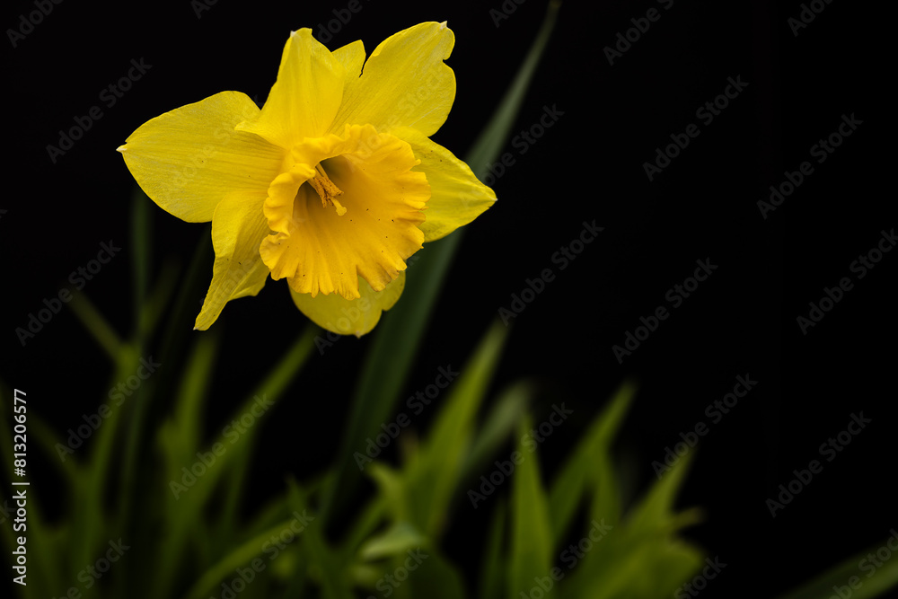 Daffodil on black