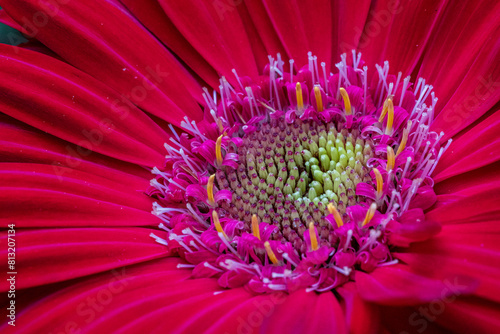 Gerbera jamesonii is indigenous to South Eastern Africa and commonly known as the Barberton daisy, the Transvaal daisy, and as Barbertonse madeliefie in Afrikaans photo