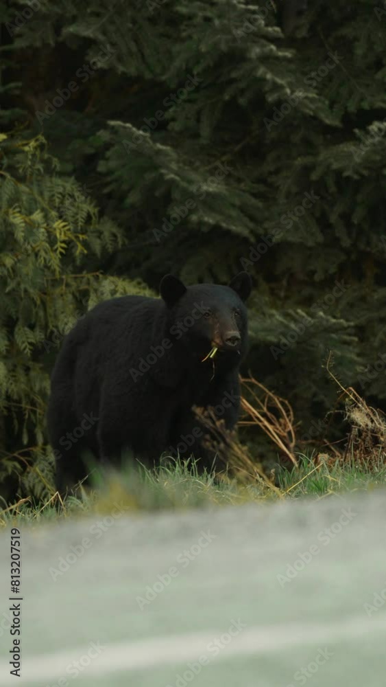 bear in the forest eating grass