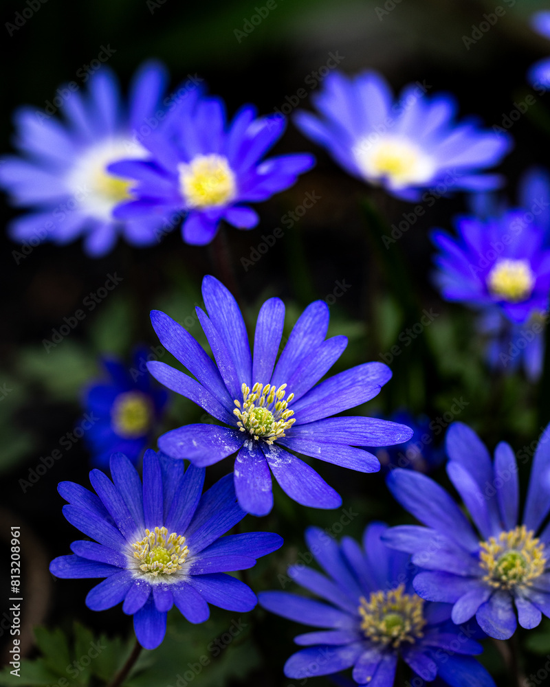 blue flower blue flower