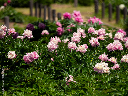 Wallpaper Mural 植物園に咲くシャクヤクの花 Torontodigital.ca