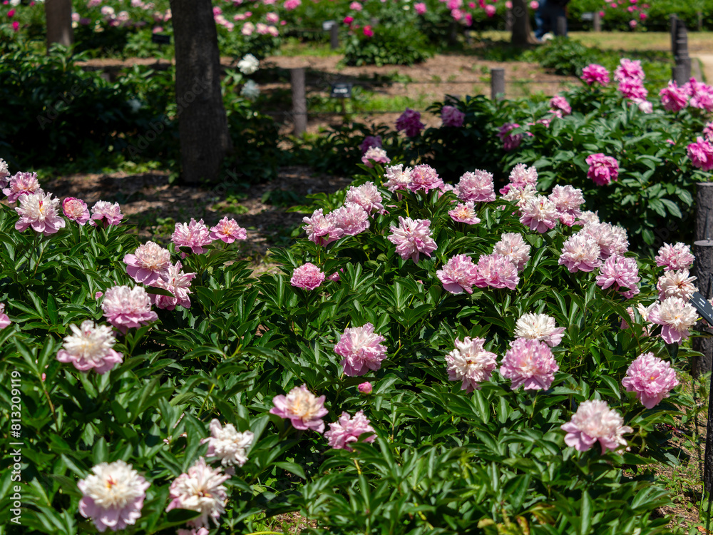 植物園に咲くシャクヤクの花