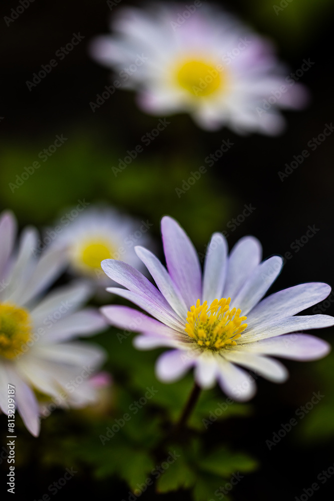 Obraz premium blue flower